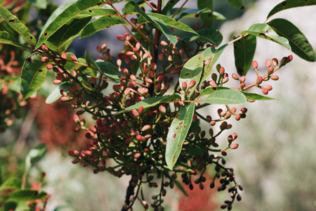 A selective focus shot of a blunt-leaved pistachio plantの写真素材