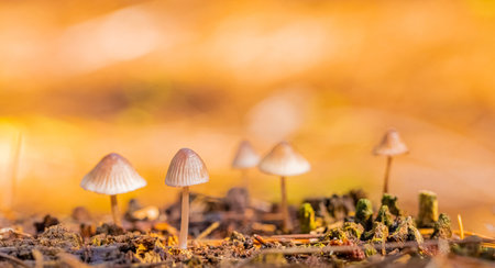 A closeup shot of Mycena mushrooms in a pine forest plantation in Tokai Forest Cape Townの写真素材