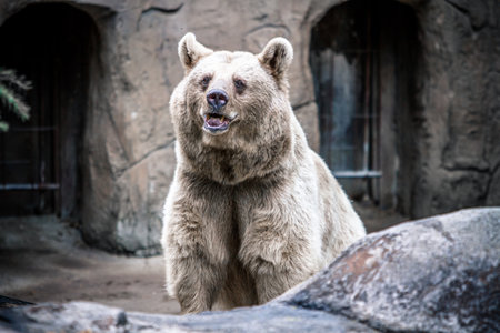 A closeup of a Syrian brown bear surrounded by rocks in the Melbourne Zooの写真素材