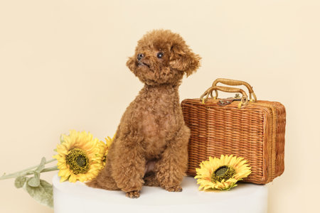 An adorable little poodle with beautiful sunflowers and a woven suitcaseの写真素材