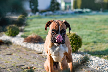 A German boxer puppy licking his faceの写真素材