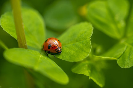 A closeup of a ladybug on a green leaf