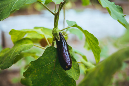 A closeup of eggplant growing on a shrubの写真素材