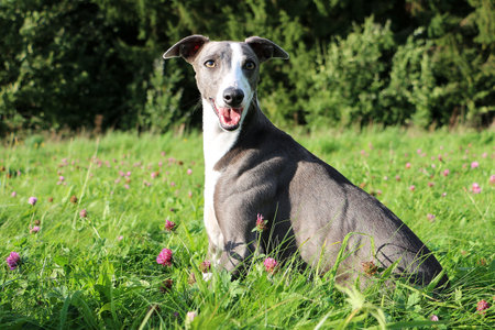 A selective focus shot of whippet dog sitting on the grassの写真素材