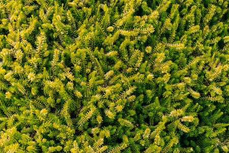A closeup shot of pine tree leaves