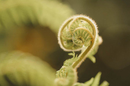 A closeup of a tangled plant on blurred background