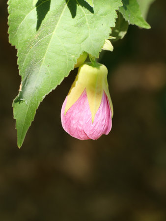 A closeup shot of a bud of a pink flowerの写真素材