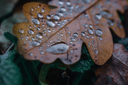 A macro shot of an autumn leaf with water droplets on itの写真素材