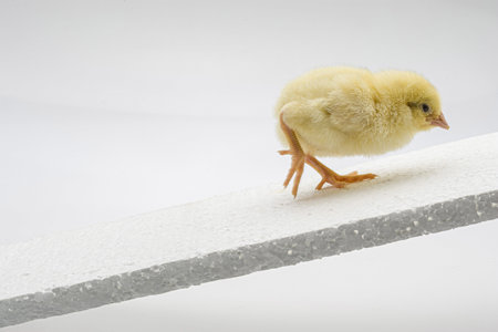 A closeup shot of cute baby chicks near a white backgroundの写真素材