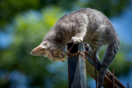 A cute grey kitten climbing on a wooden fenceの写真素材