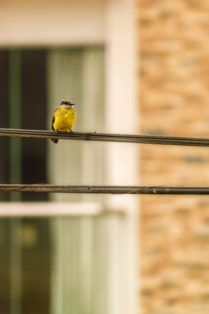 A selective focus shot of a yellow chested sparrow perched on a cable wireの写真素材