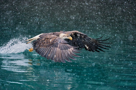 A mesmerizing shot of American bald eagle in flight over the lake