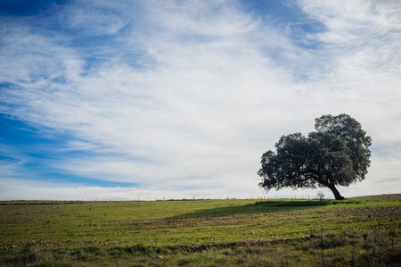 A lonely tree in the valley under the cloudy skyの写真素材