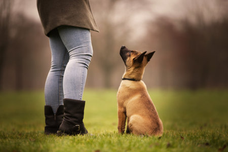 A closeup of an obedient Belgian Shepherd resting outdoors with the ownerの写真素材
