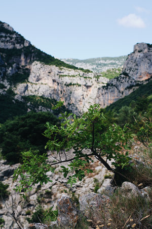 A vertical shot of a plant growing in a mountainous area