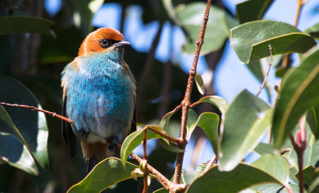 A closeup shot of a flycatcher on the treeの写真素材