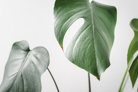A closeup shot of growing plants on an isolated background