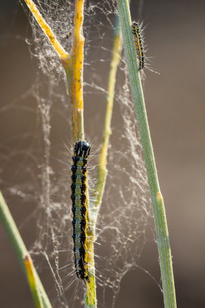 A vertical shot of Caterpillars climbing on stemsの写真素材