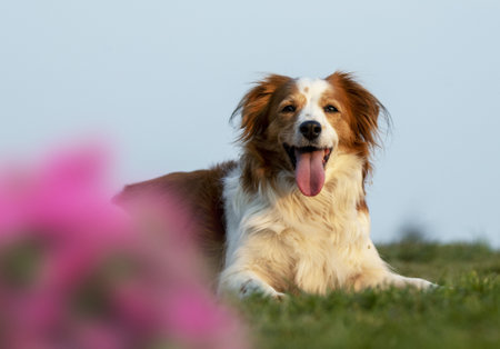A selective focus shot of an adorable Kooikerhondje dogの写真素材