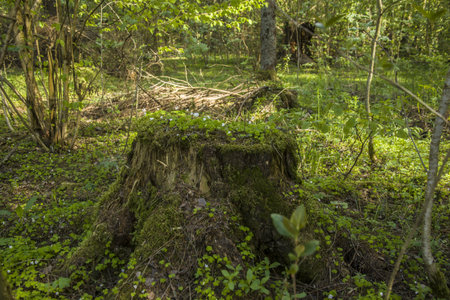 A cut down tree trunk covered with moss and growing grassの写真素材