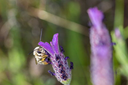 A closeup macro focus shot of a bee on a flower