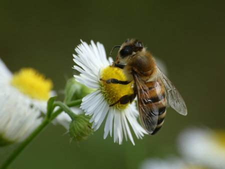 A closeup shot of a hairy bee collecting pollen from a common daisy flowerの写真素材