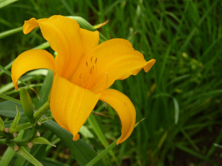 A closeup shot of blooming yellow daylily flowers in the gardenの写真素材