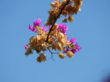 A low angle shot of dried and fresh purple bougainvillea flowers against a blue sky