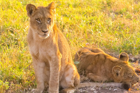 A selective focus shot of two female lions on a green grassの写真素材