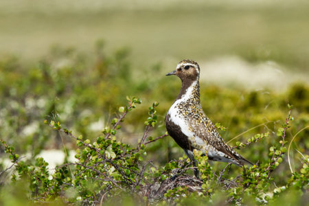 A closeup shot of a black and white bird on the tundra camouflaged on the vegetationの写真素材