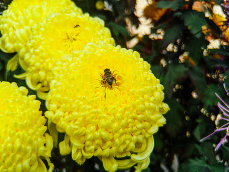 A closeup shot of bees pollinating yellow flowersの写真素材