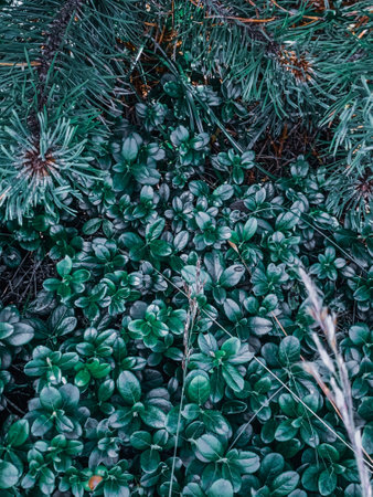 Different plants growing in a forestの写真素材