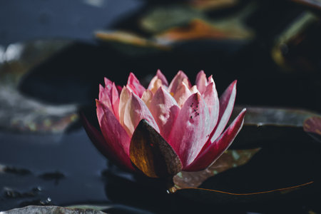 A selective focus shot of beautiful pink lotus on the lake's surfaceの写真素材