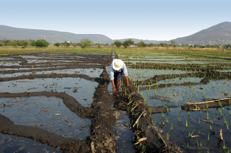 A view of man farmer working in a rice field to stop the waterの写真素材
