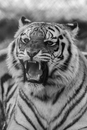 A vertical greyscale shot of a white tiger roaring