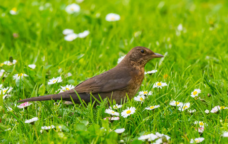 a closeup of a blackbird on a flowery meadowの写真素材