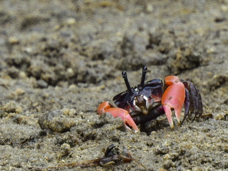 A closeup of a red-clawed fiddler crab on the wet sandの写真素材