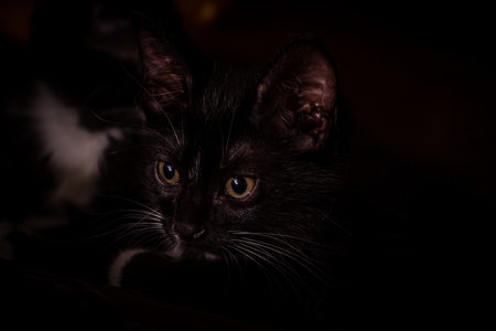 A closeup shot of a black kittens faceの写真素材