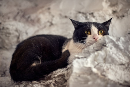 A closeup shot of a green-eyed cat