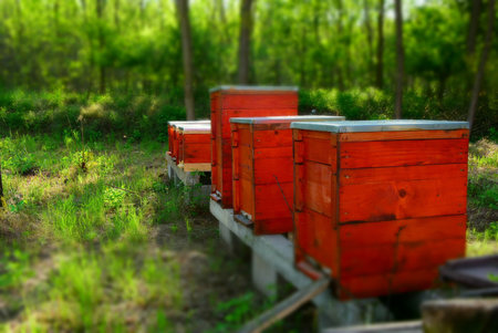 A selective focus shot of wooden beehives in apiaryの写真素材