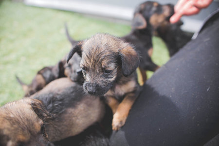 A closeup shot of a cute border terrier puppy in a park