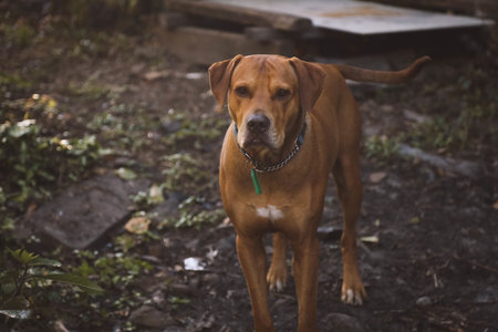 A cute brown Rhodesian Ridgeback dog standing on the wet soil in the gardenの写真素材