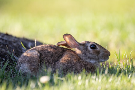 A wild rabbit on the grass in a fieldの写真素材