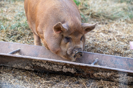 A pig eating out of a trough in the pasture