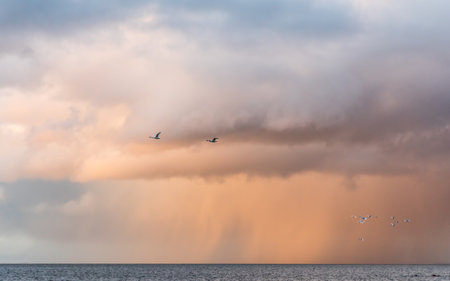 A flock of bird flying over the ocean against a cloudy horizonの写真素材