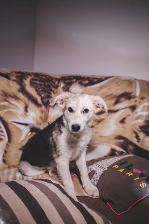 A vertical shot of a cute dog sitting on a sofaの写真素材