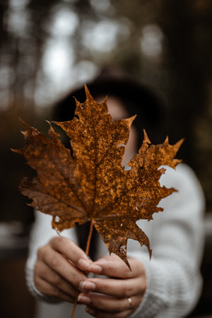 A selective focus shot of female hands holding a golden maple leafの写真素材