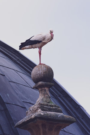 A vertical shot of a stork perched on a tower of an old building under a cloudy skyの写真素材