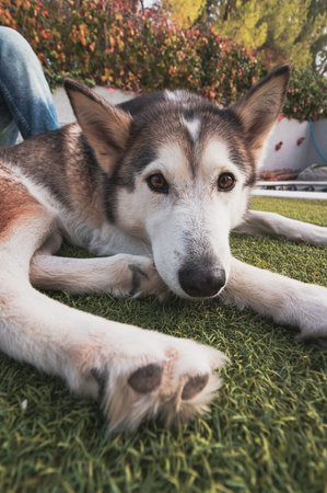 A vertical shot of a Siberian Husky lying in the yard at daytimeの写真素材