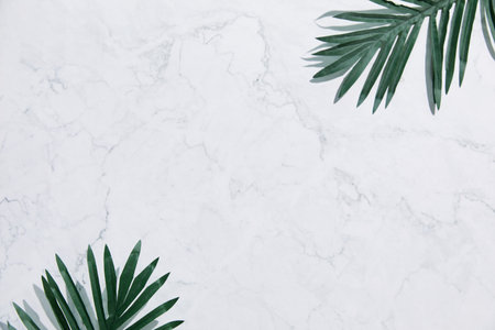 A closeup shot of green leaves on white backgroundの写真素材